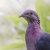 Columba torringtoniae Blyth & Kelaart, 1853